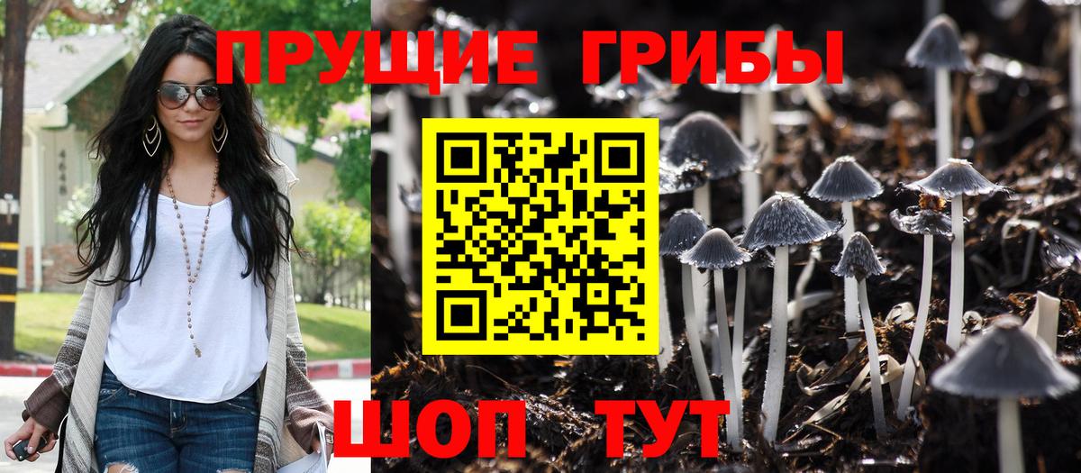 Псилоцибиновые грибы Psilocybe Куйбышев